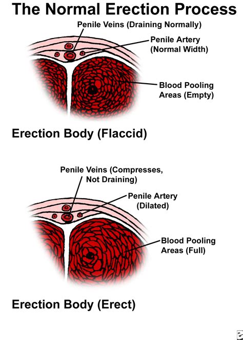 pictures erect penises|Penis: Anatomy, Picture, Erection, and Ejaculation .